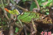 临夏云南南滚河保护区首次发现红唇棘蜥